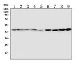 Anti-HDJ2/DNAJA1 Antibody Picoband® Boster Bio