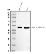 Anti-Haptoglobin/HP Antibody Picoband® Boster Bio