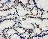 Anti-Histone deacetylase 3 HDAC3 Antibody Picoband® Boster Bio