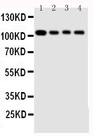 Anti-Hsp105/HSPH1 Antibody Picoband® Boster Bio