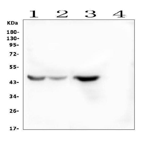 Anti-INDOL1/IDO2 Antibody Picoband® Boster Bio