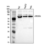 Anti-IKK alpha/CHUK Antibody Picoband® Boster Bio