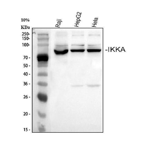 Anti-IKK alpha/CHUK Antibody Picoband® Boster Bio