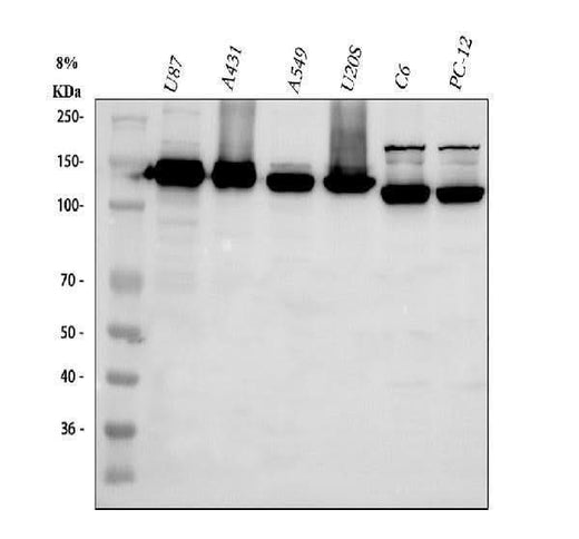 Anti-Integrin alpha 3/ITGA3 Antibody Picoband® Boster Bio