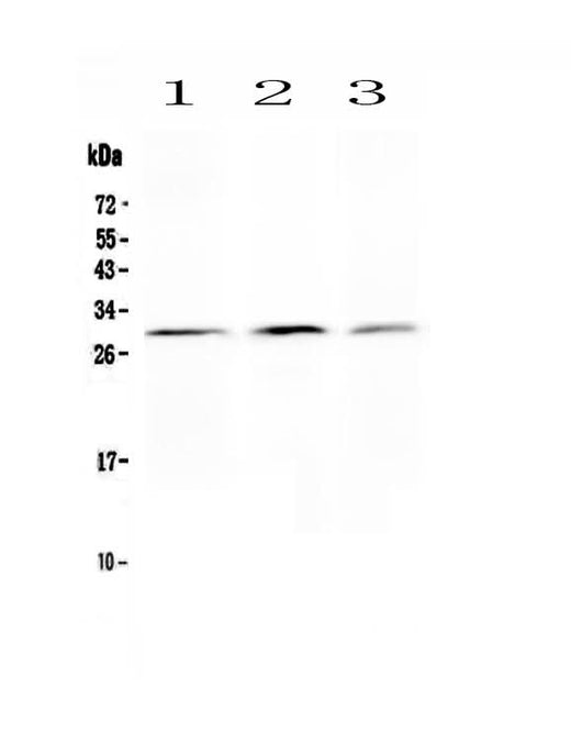 Anti-Kallikrein 2/KLK2 Antibody Picoband® Boster Bio