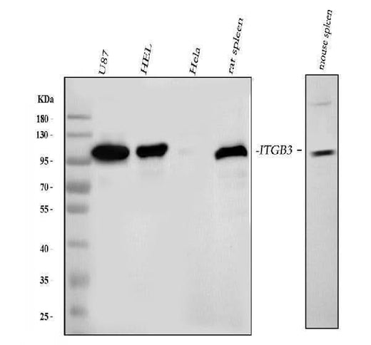 Anti-Integrin beta 3/ITGB3 Antibody Picoband® Boster Bio