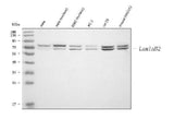 Anti-Lamin B2/LMNB2 Antibody Picoband® Boster Bio
