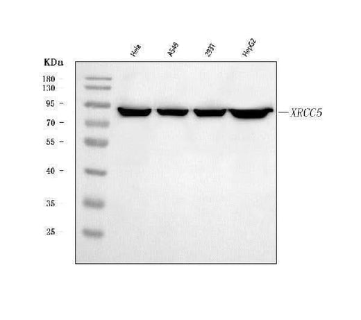 Anti-Ku80/XRCC5 Antibody Picoband® Boster Bio