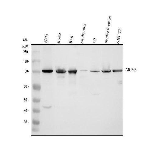 Anti-MCM3 Antibody Picoband® Boster Bio