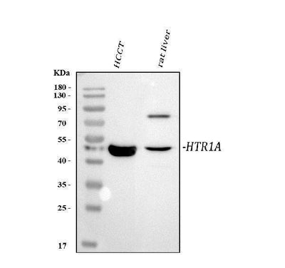 Anti-5HT1A Receptor/HTR1A Antibody Picoband® Boster Bio