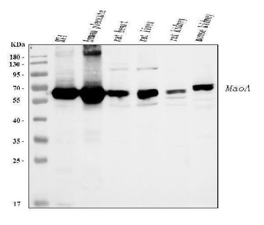 Anti-Monoamine Oxidase A/MAOA Antibody Picoband® Boster Bio
