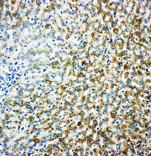 Anti-Monoamine Oxidase B/MAOB Antibody Picoband® Boster Bio