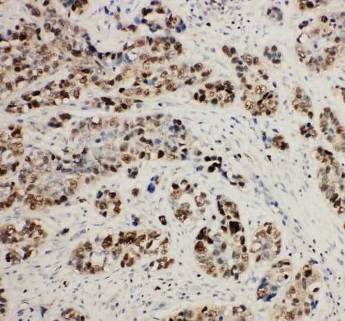 Anti-MCM2 Antibody Picoband® Boster Bio
