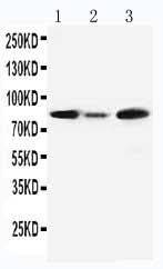 Anti-MCM5 Antibody Picoband® Boster Bio