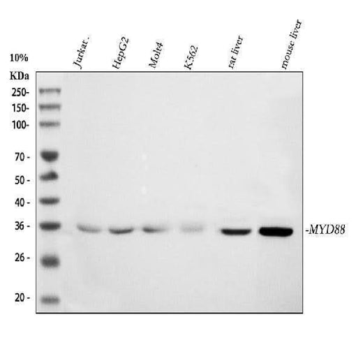 Anti-MyD88 Antibody Picoband® Boster Bio