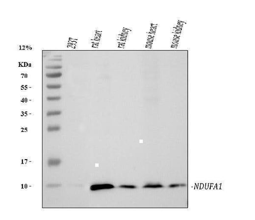 Anti-NDUFA1 Antibody Picoband® Boster Bio