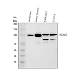 Anti-CIAS1/NALP3/NLRP3 Antibody Picoband® Boster Bio