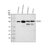 Anti-CIAS1/NALP3/NLRP3 Antibody Picoband® Boster Bio