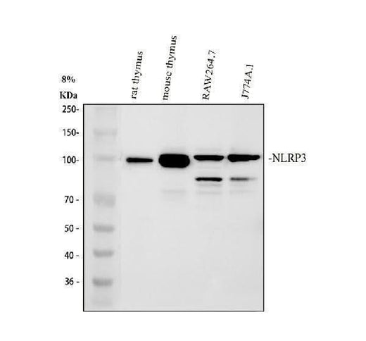 Anti-CIAS1/NALP3/NLRP3 Antibody Picoband® Boster Bio