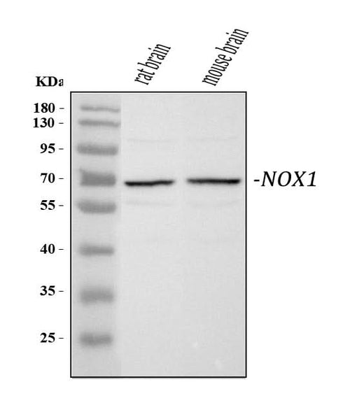 Anti-NADPH oxidase 1 NOX1 Antibody Picoband® Boster Bio