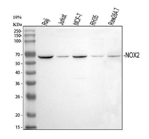 Anti-NOX2/gp91phox/CYBB Antibody Picoband® Boster Bio