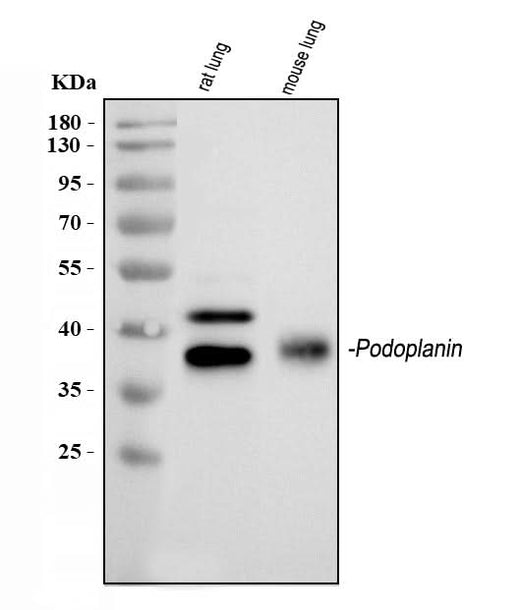 Anti-Podoplanin/gp36/PDPN Antibody Picoband® Boster Bio