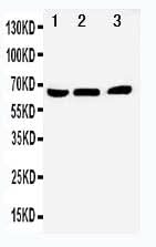 Anti-NUR77/NR4A1 Antibody Picoband® Boster Bio