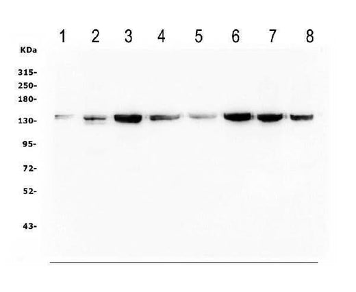 Anti-Myosin Phosphatase/PPP1R12A Antibody Picoband® Boster Bio