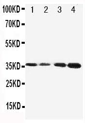 Anti-Protein C/PROC Antibody Picoband® Boster Bio