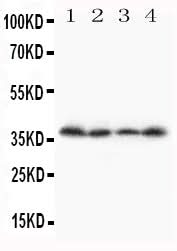 Anti-Stra8 Antibody Picoband® Boster Bio