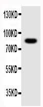 Anti-NLRP4G Antibody Picoband® Boster Bio