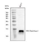 Anti-Estrogen Inducible Protein pS2/TFF1 Antibody Picoband® Boster Bio
