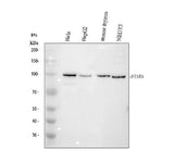 Anti-STAT6 Antibody Picoband® Boster Bio