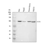 Anti-STAT6 Antibody Picoband® Boster Bio