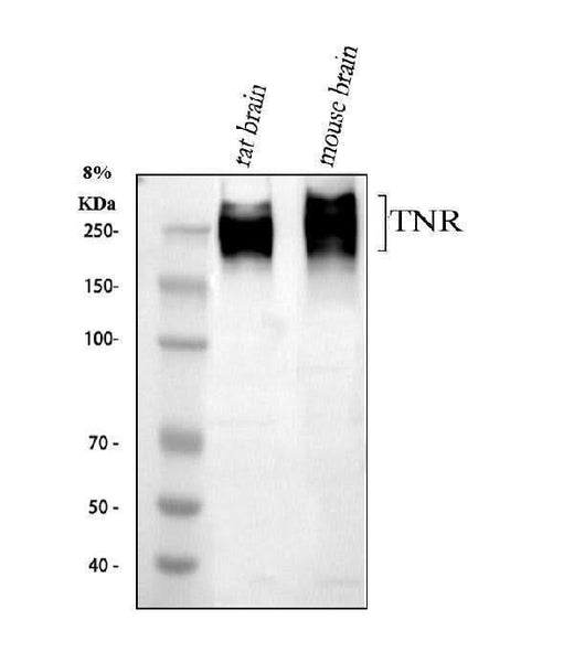 Anti-Tenascin-R TNR Antibody Picoband® Boster Bio