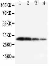 Anti-Kallikrein 1/KLK1 Antibody Picoband® Boster Bio