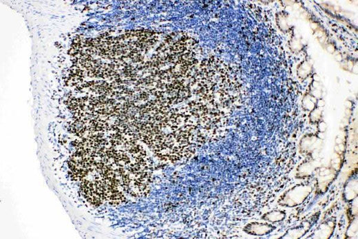Anti-MCM2 Antibody Picoband® Boster Bio