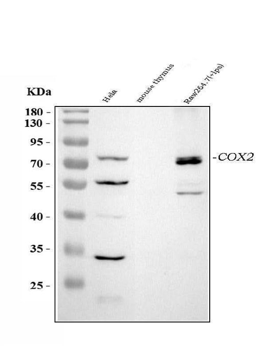 Anti-COX2/Cyclooxygenase 2/PTGS2 Antibody Picoband® Boster Bio