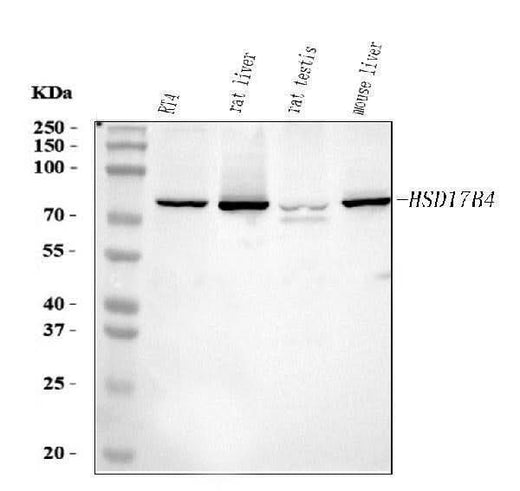 Anti-Hydroxysteroid (17-beta) Dehydrogenase 4/HSD17B4 Antibody Picoband® Boster Bio