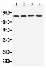 Anti-Toll-like receptor 7 TLR7 Antibody Picoband® Boster Bio