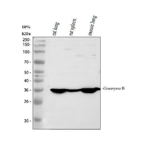 Anti-Granzyme B/GZMB Antibody Picoband® Boster Bio