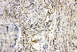 Anti-NADPH oxidase 1 NOX1 Antibody Picoband® Boster Bio