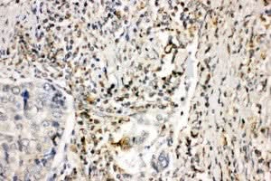 Anti-NADPH oxidase 1 NOX1 Antibody Picoband® Boster Bio