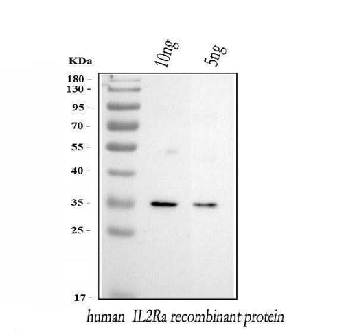 Anti-IL2RA Antibody Picoband® Boster Bio