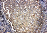 Anti-Interleukin-4 IL4 Antibody Picoband® Boster Bio