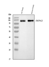 Anti-Myelin-associated glycoprotein MAG Antibody Picoband® Boster Bio