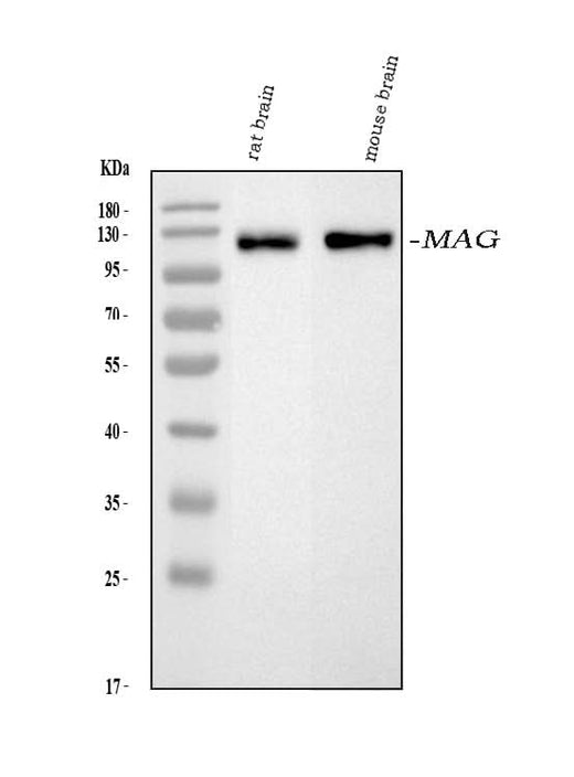 Anti-Myelin-associated glycoprotein MAG Antibody Picoband® Boster Bio