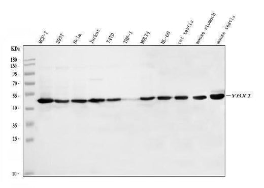 Anti-YB1/YBX1 Antibody Picoband® Boster Bio