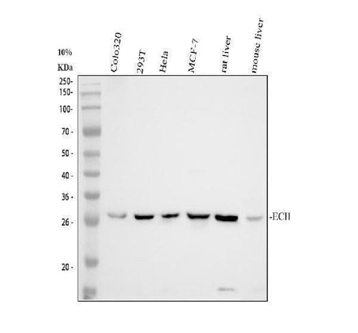 Anti-DCI/ECI1 Antibody Picoband® Boster Bio