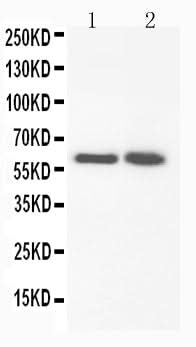 Anti-FMO3 Antibody Picoband® Boster Bio